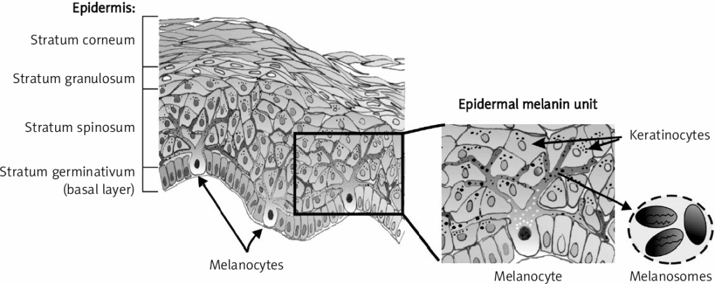 멜라닌 색소 생성 과정