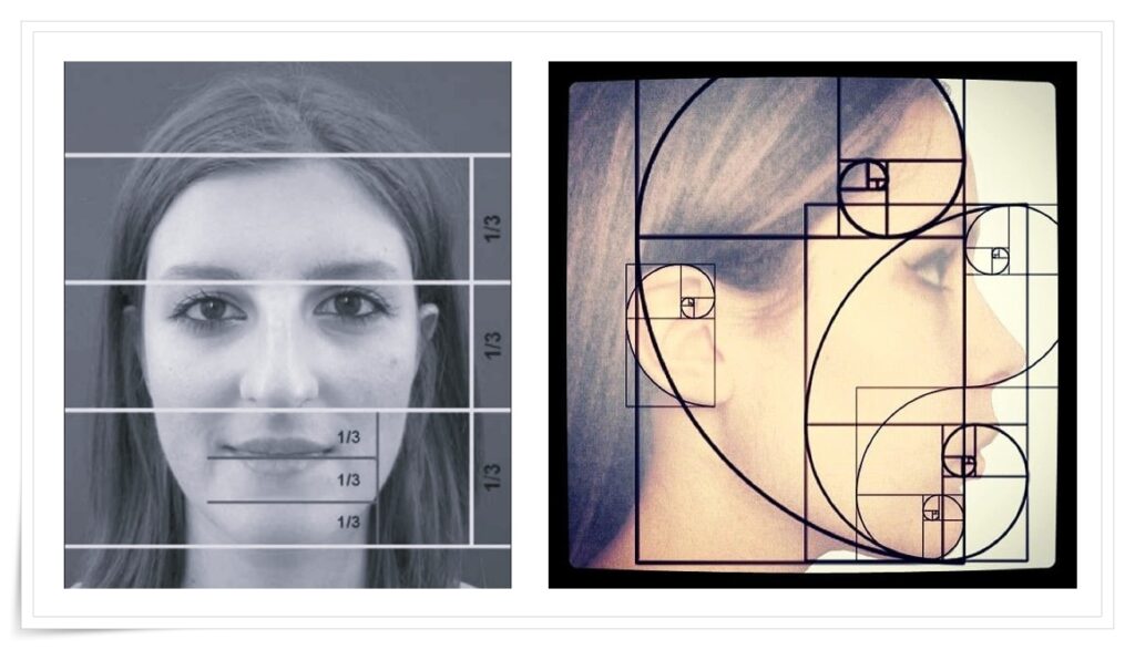 얼굴의 자연스러운 비율을 나타내는 그림.