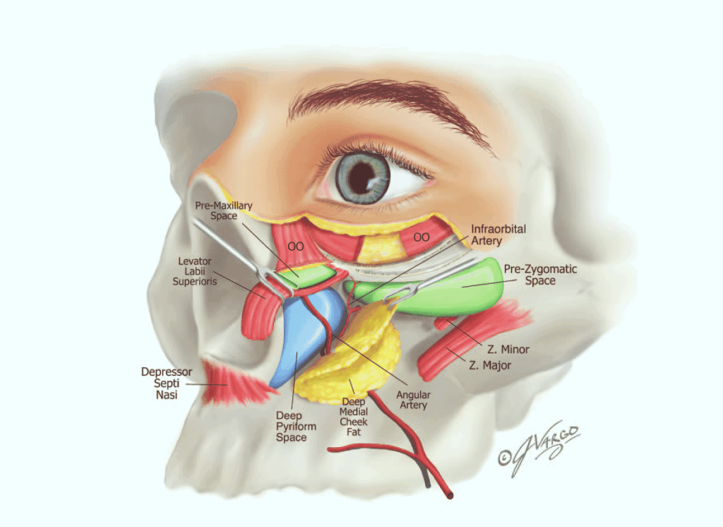 팔자 주름 깊은 층의 deep pyriform space를 보여주는 해부 그림. 원인에 따른 팔자 필러 기준 설계 시 참고해야 하는 구조물.
