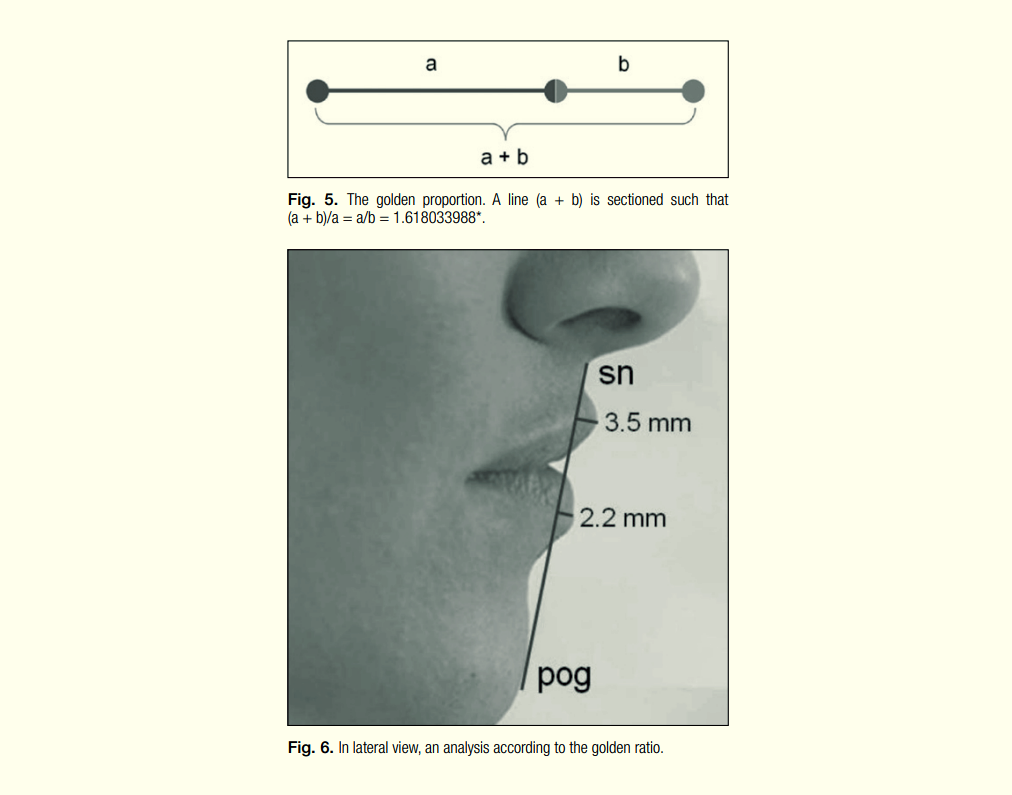 입술과 얼굴 비율의 조화를 설명한 해부학적 그림, 코·턱·인중 길이에 따른 입술 위치와 이상적인 비율