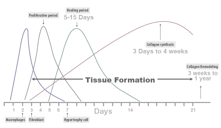 써마지 시술 이후 즉각적인 콜라겐 수축과 시간이 지나며 나타나는 탄력 개선 변화를 나타낸 그래프