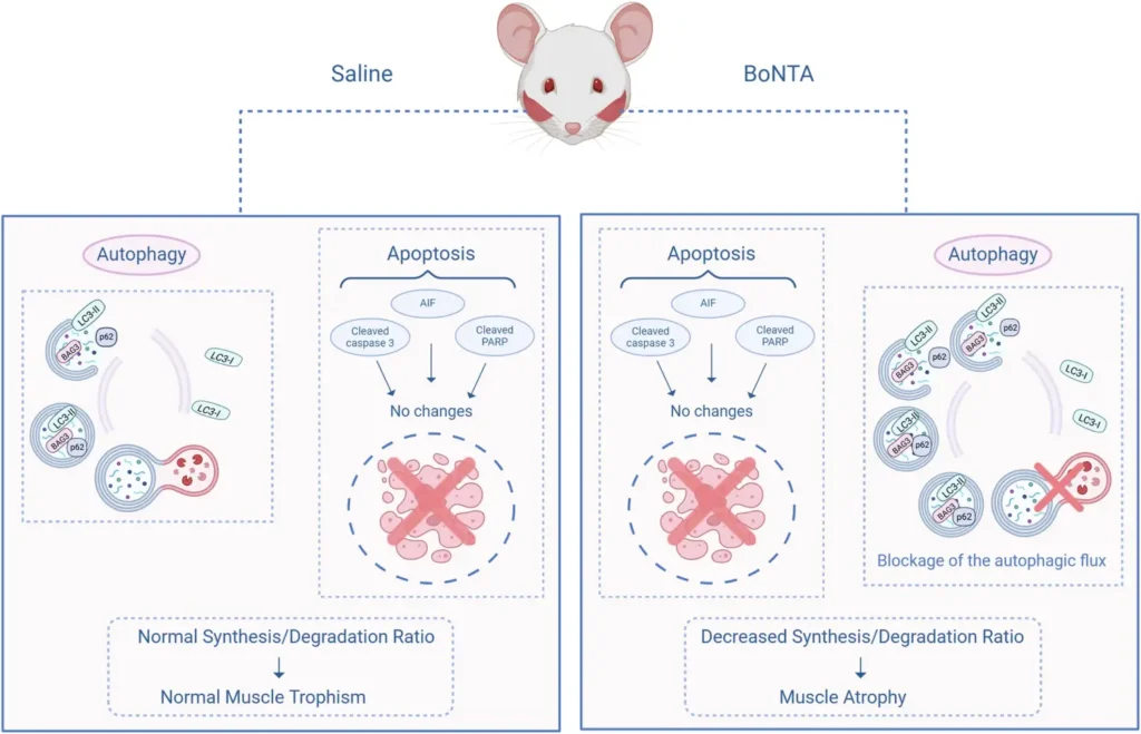 보툴리늄 톡신 주입 후 저작근 세포 내 자가포식 흐름 변화를 나타낸 모식도 (Nature Cell Death Discovery, 2026)