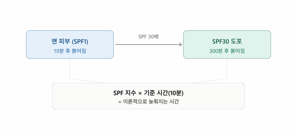 선크림 효과를 나타내는 SPF 지수 계산 방식을 보여주는 도식으로, 맨 피부의 기준 시간에 SPF 숫자를 곱해 이론적 보호 시간을 구하는 원리를 나타냄